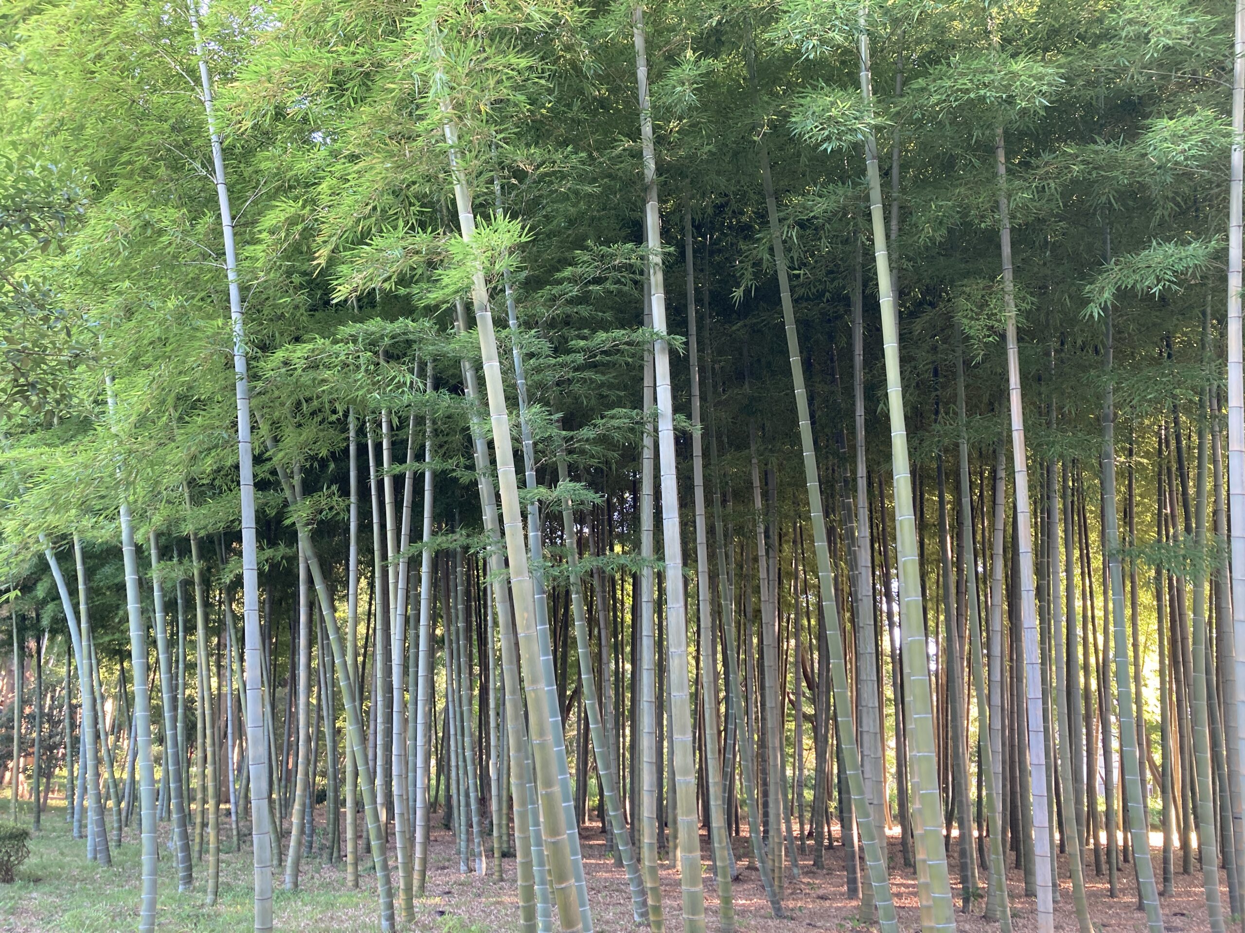 【5月12日開催】恒春園ガイドツアー